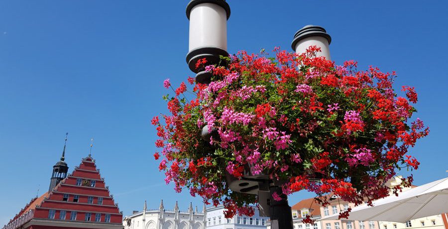 Blumenampel Greifswald